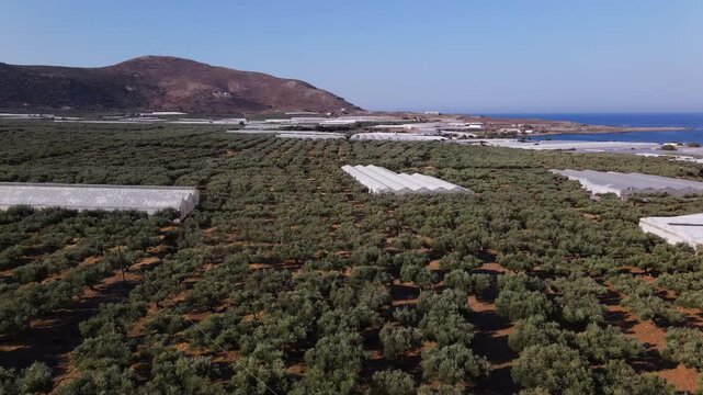 Aerial view of olive groves and greenhouses plantation landscape in Crete with the Mediterranean sea and mountains in the background