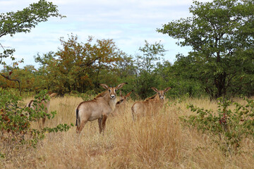 Naklejka premium Roanantilope oder Pferdeantilope / Roan antelope / Hippotragus equinus