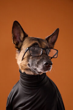 Close-up Belgian Malinois wears glasses and a black turtleneck in the studio. Smart humorous styling creates a trendy intellectual pet character for creative concepts.