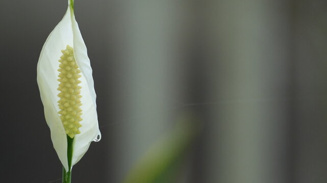 Elegant White Peace Lily Flower with Water Droplet on Dark Blurred Background with Copy Space