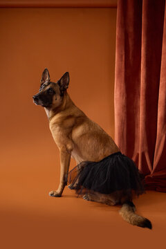 Belgian Malinois poses beside a curtain wearing a humorous black tutu. Warm studio lighting emphasizes the elegant working dog in an unexpected fashion concept.