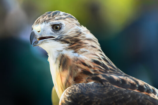 Red-Tailed Hawk (Buteo jamaicensis) Open Beak Facing Left