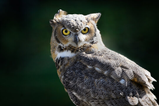 Great Horned Owl (Bubo virginianus) Turns Head to Stare Out