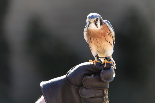American Kestrel ( Falco sparverius) Sits on Falconers Fist