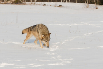 Grey Wolf (Canis lupus) Moves Right with Nose to Ground Winter © geoffkuchera