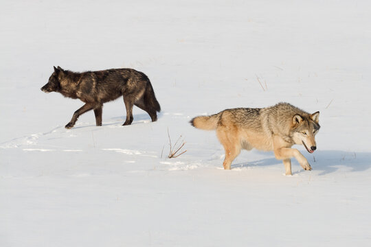 Grey Wolf (Canis lupus) and Black-phase Pass in the Snow Winter