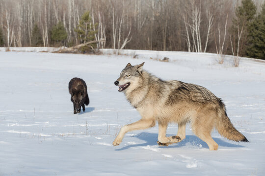 Grey Wolf (Canis lupus) Runs Left Black-phase in Background Winter