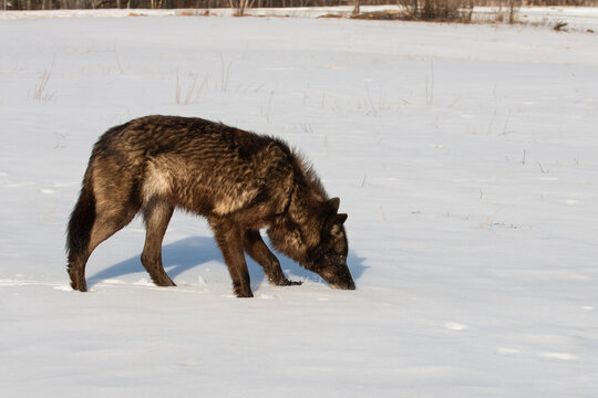 Black-phase Grey Wolf (Canis lupus) Sniffs in Snow to Right Winter