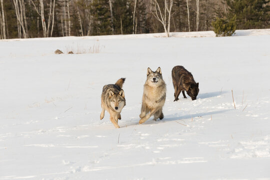 Three Grey Wolves (Canis lupus) Move Forward in Snowy Field Winter