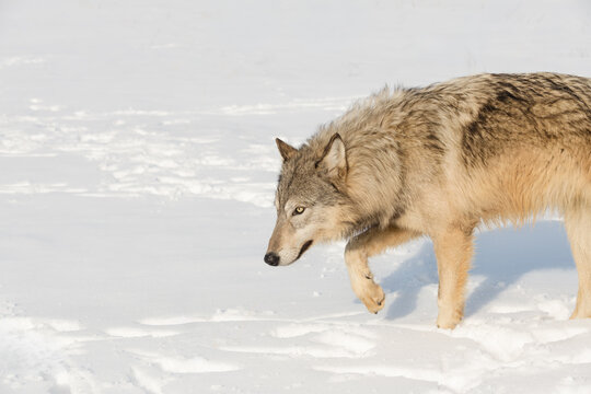 Grey Wolf (Canis lupus) Moves Left One Paw Up Winter