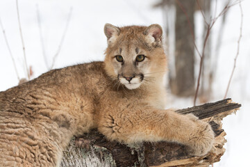 Cougar (Puma concolor)  Pauses While Clawing Log To Look Winter © geoffkuchera