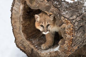 Female Cougar (Puma concolor) Peers Out of Hollow Log to Right Winter © geoffkuchera