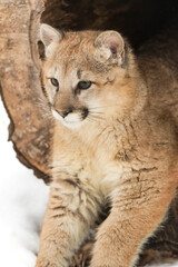 Female Cougar (Puma concolor) Hangs Front Legs Out of Hollow Log Winter © geoffkuchera