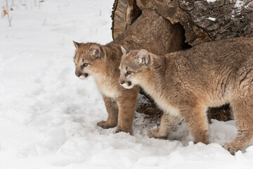 Cougars (Puma concolor)  Step Out of Hollow Log Looking Left Winter © geoffkuchera