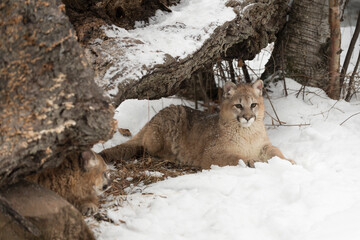 Cougars (Puma concolor)  Lie Together Under Fallen Tree Winter © geoffkuchera