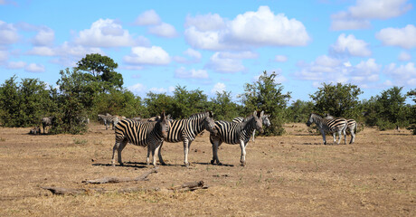 Steppenzebra / Burchell's zebra / Equus quagga burchellii © Ludwig