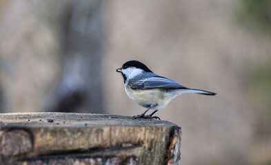 Black-Capped Chickadee Holding a Seed on a Wooden Stump © Claudia