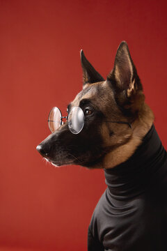 Belgian Malinois looks sideways in glasses and a black turtleneck on red. Strong color contrast creates a witty fashionable portrait with smart professional character.