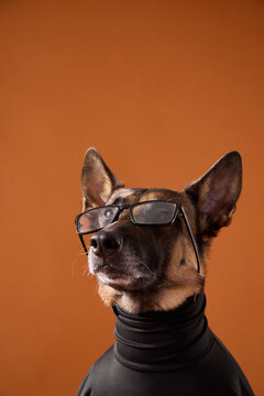 Belgian Malinois wears eyeglasses and a black turtleneck against orange. Creative studio portrait suggests intelligence, education, professionalism and humorous pet fashion.