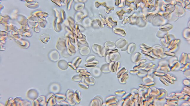 Microscopic View of Blood Flowing through Capillaries, Close-up of Red Blood Cells Streaming in Microcirculation