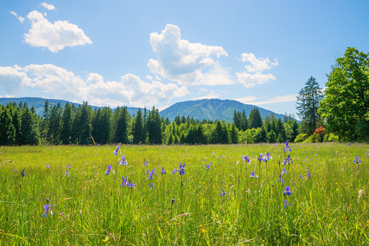 wetland with blooming blue flags, green forest and view to Ammergau alps, bavaria