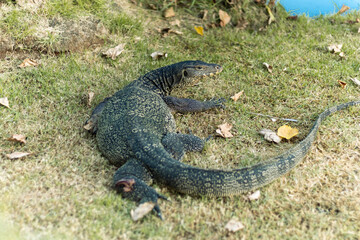 Obraz premium Large water monitor lizard lying across grass outdoors, showcasing detailed scales, muscular legs, elongated body, and a remarkably long tail.