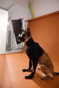 Belgian Malinois sits in costume beside visible studio equipment and backdrop. Behind-the-scenes view reveals the creative process of professional pet photography production.