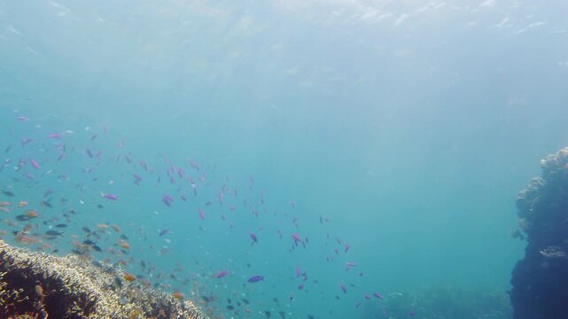 A school of tropical fish in blue water. Reef underwater with fishes and marine life. Shoal of fishes. Leyte, Philippines.