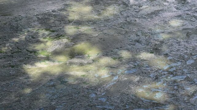 Thick layer of blooming cyanobacteria algae floating on polluted lake water