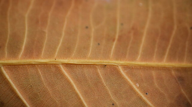 Macro Shot of a Dried Brown Leaf Showing Intricate Vein Patterns and Organic Texture Detail