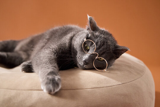 Sleepy gray cat stretches on a cozy beige cushion with eyeglasses nearby. Comfortable indoor portrait combines relaxation, reading humor and peaceful home lifestyle.