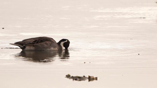 A male pintail or northern pintail (Anas acuta) foraging in a wetland.