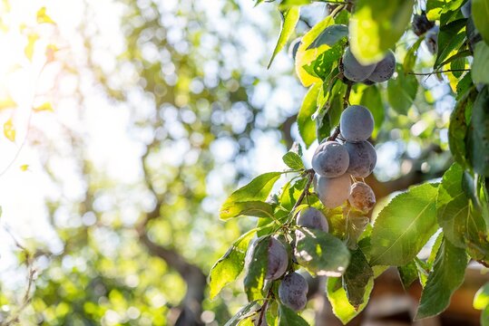 Ripe sweet plums hanging on branch in sunny orchard template