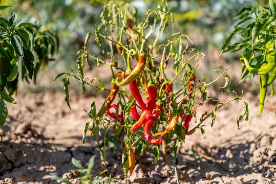 Red hot chili peppers ripening on plant in dry soil template