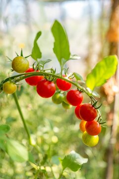 Ripe red cherry tomatoes growing on vine in greenhouse template