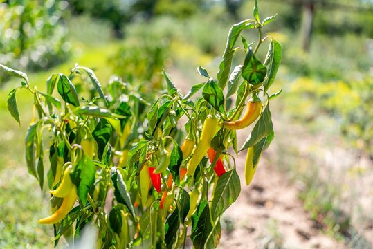 Hot chili peppers ripening on plant in sunny garden background
