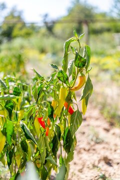 Hot banana peppers ripening on bush in sunny garden template