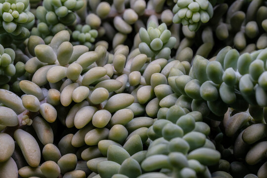 Sedum morganianum. The donkey tail plant 0726