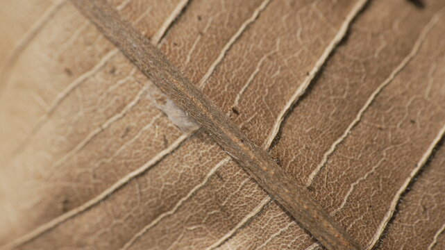 Extreme Macro Detail of a Dried Brown Autumn Leaf Showing Intricate Vein Structure and Organic Texture