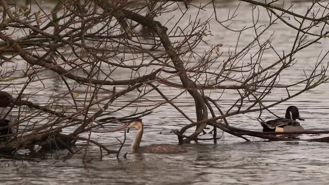  A male pintail or northern pintail (Anas acuta) leaving its branch when a grebe swims past