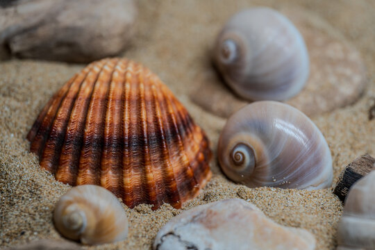 Still life of shells and artifacts shaped and returned by the sea 2