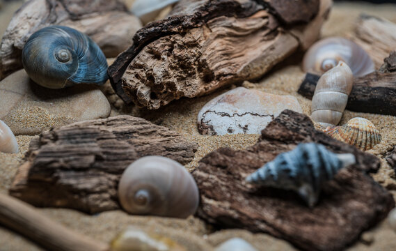 Still life of shells and artifacts shaped and returned by the sea 2
