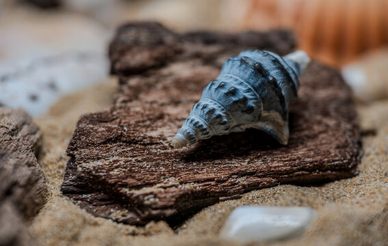Still life of shells and artifacts shaped and returned by the sea 2