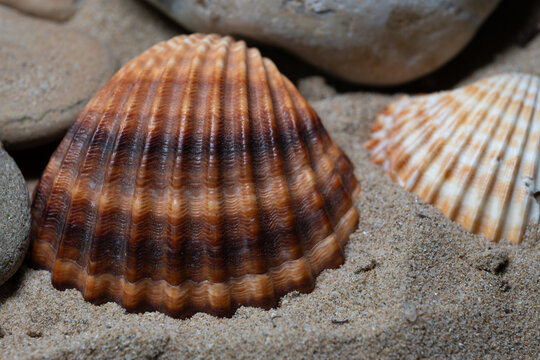 Still life of shells and artifacts shaped and returned by the sea 3