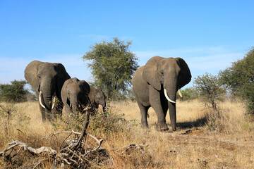 Obraz premium Afrikanischer Elefant / African elephant / Loxodonta africana