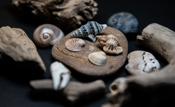 Still life of shells and artifacts shaped and returned by the sea