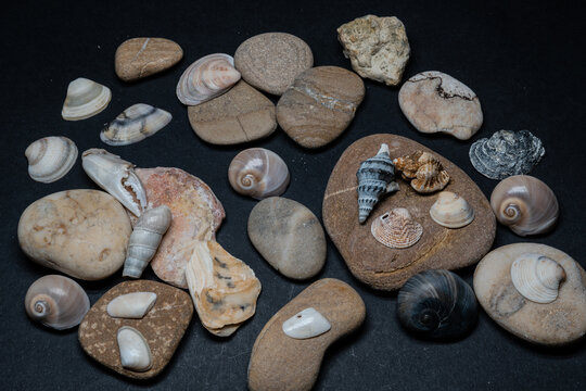 Still life of shells and artifacts shaped and returned by the sea