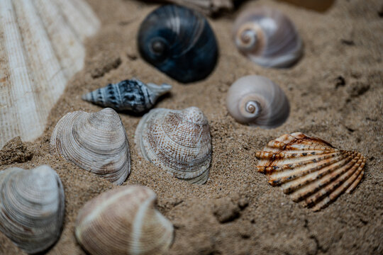 Still life of shells and artifacts shaped and returned by the sea
