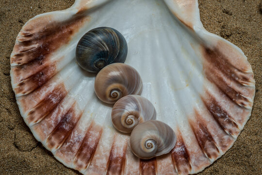 Still life of shells and artifacts shaped and returned by the sea