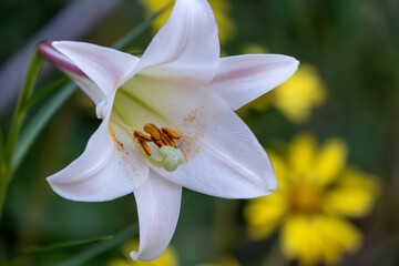 Fototapeta premium Beautiful White Lily Flower Blooming in a Summer Garden